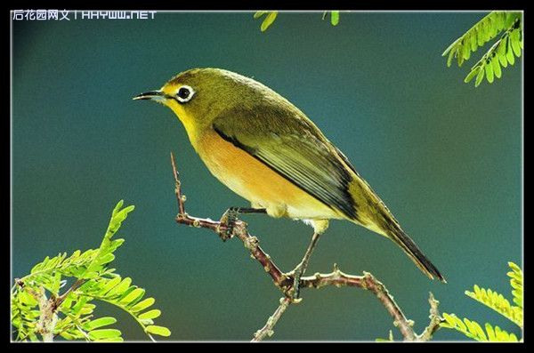 鳥炸天1020最新版