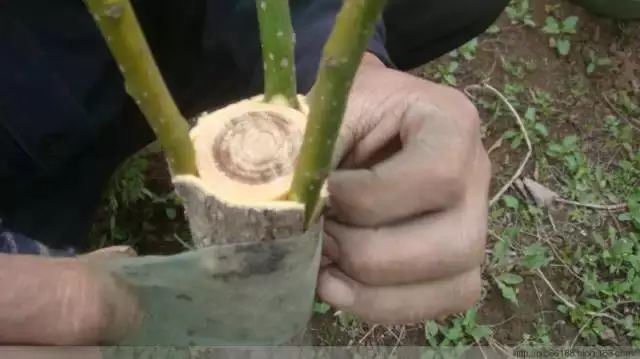 桃樹嫁接新技術(shù)，小巷深處的園藝瑰寶探索