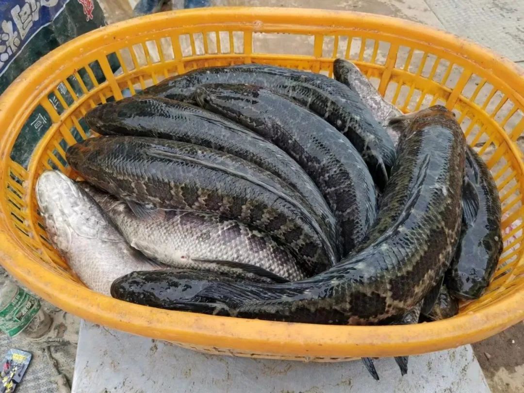 黑魚價(jià)格