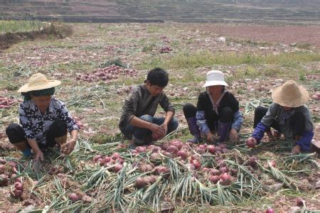 今年洋蔥價(jià)格行情走勢(shì)及分析