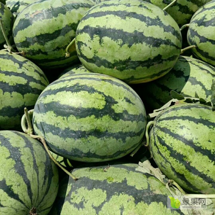 太康縣西瓜最新價(jià)格揭秘，甜蜜樂(lè)章背后的故事