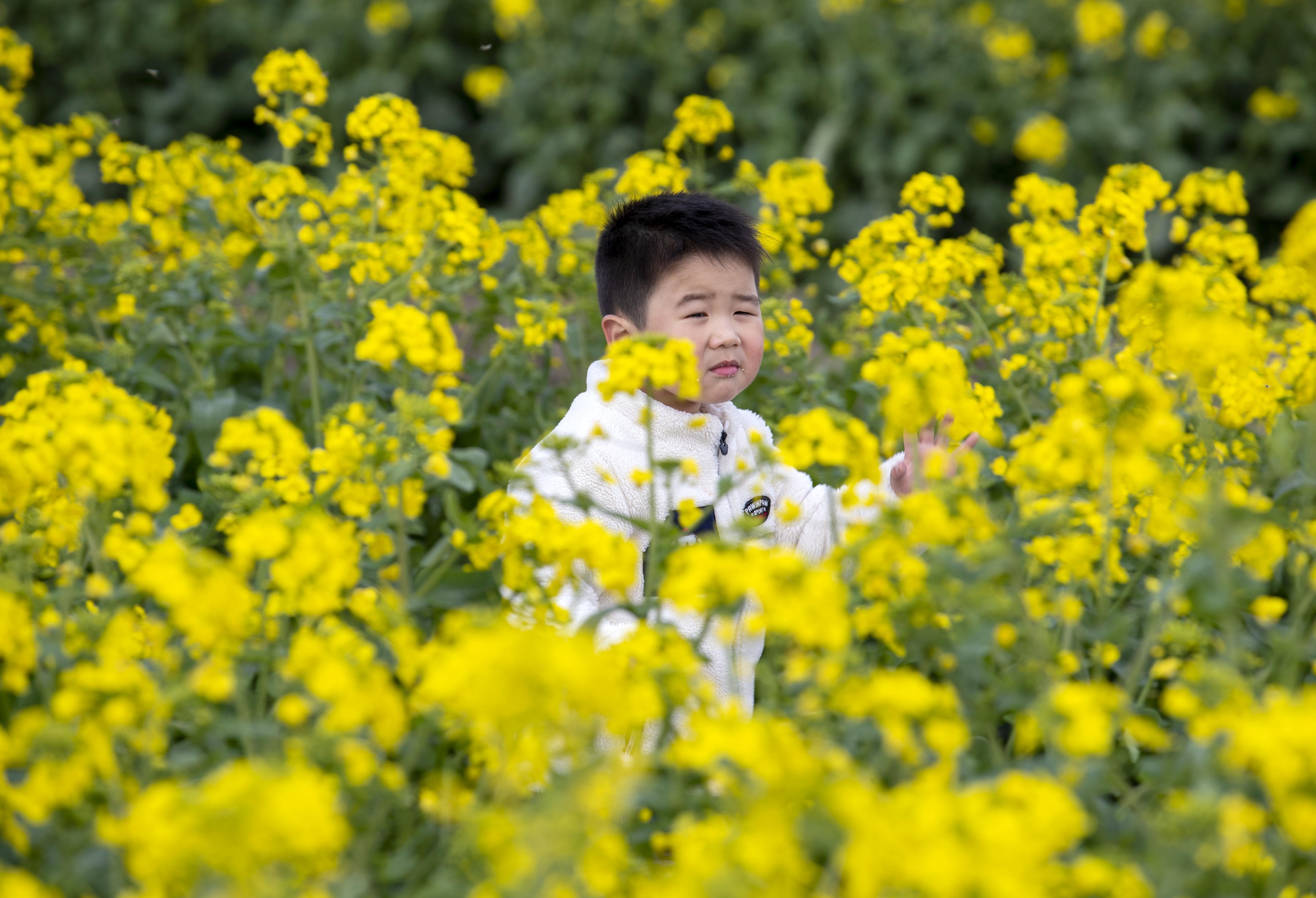 江蘇花菜價(jià)格最新行情深度解析